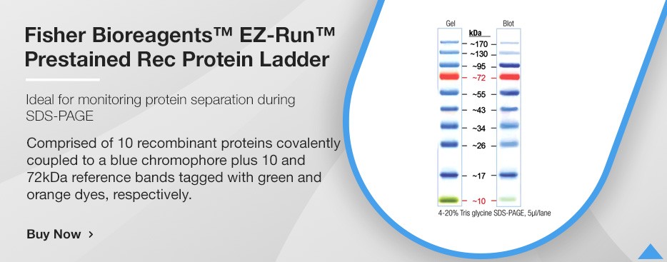 Fisher BioReagents™ EZ-Run™ Prestained Rec Protein Ladder